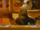 http://carcreff.free.fr/images/marmotte.gif